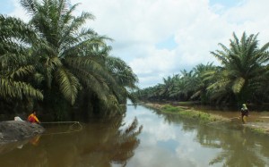 PT. Wahana Tanam Kelapa Sawit Dibibir Sungai