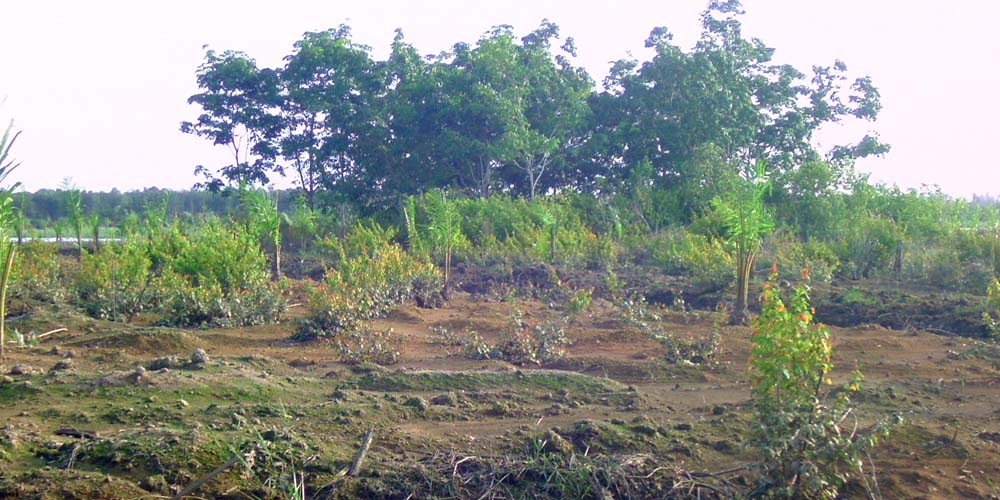 kebun milik Rustam dan Zairin