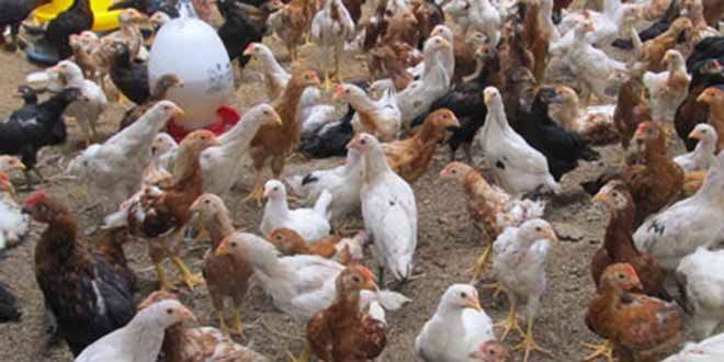 Ayam