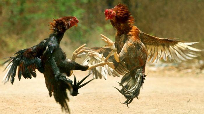 ilustrasi-sabung-ayam