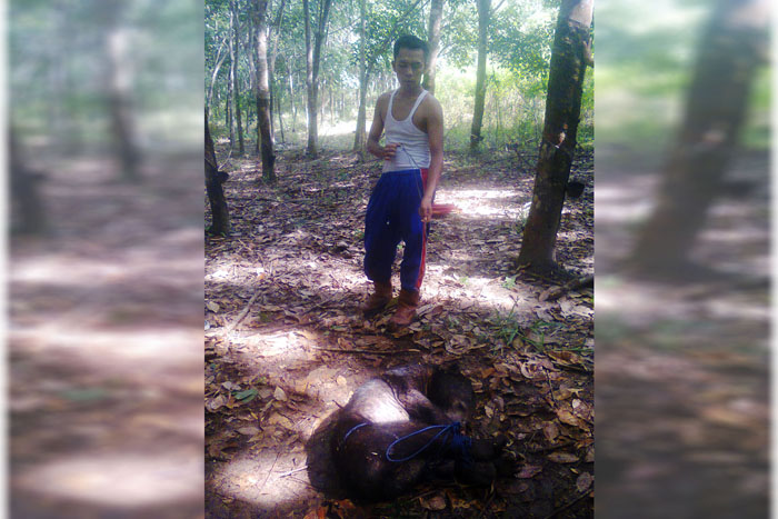 Beruang Madu Ditangkap