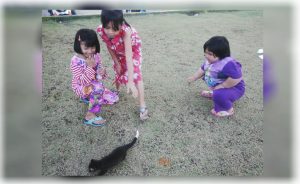 Musang