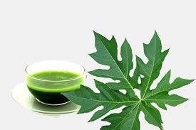 daun pepaya