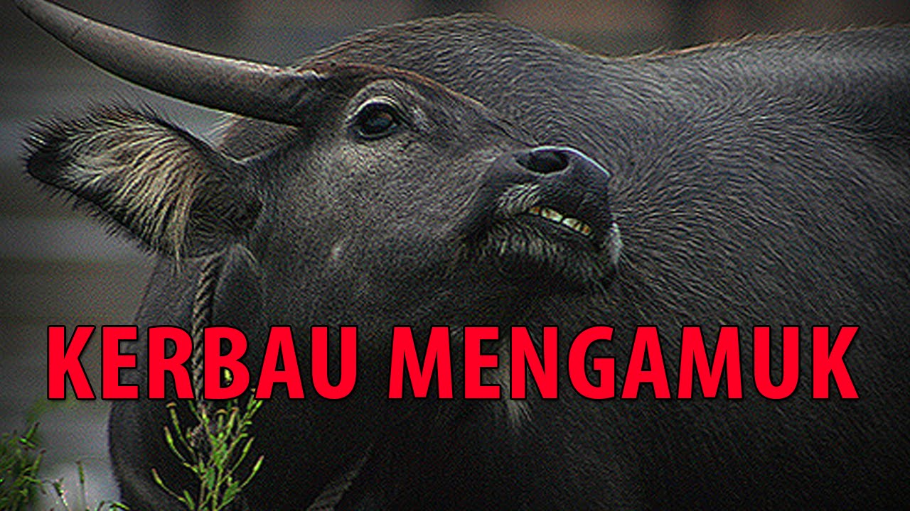 Kerbau