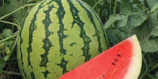 Buah