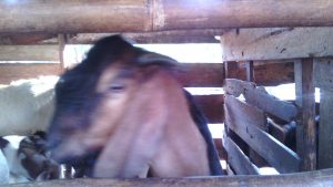 Kambing siap jual untuk hari raya Qurban