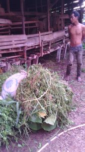 Tumpukan rumput untuk pakan kambing