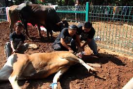 hewan-qurban