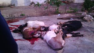 Kambing qurban telah disembelih