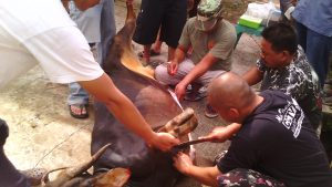Panitia sedang mengkuliti sapi qurban