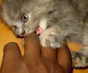 cakaran-kucing