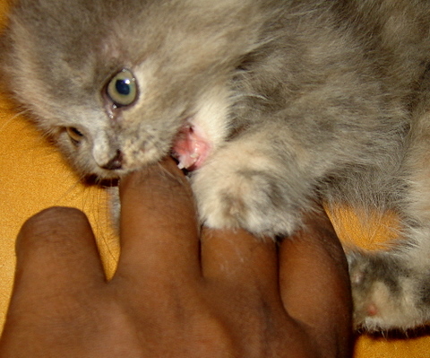 cakaran-kucing