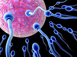 sperma_ilustrasi