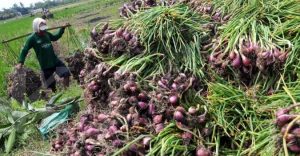 petani-bawang-merah