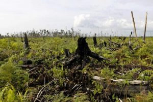 kerusakan hutan