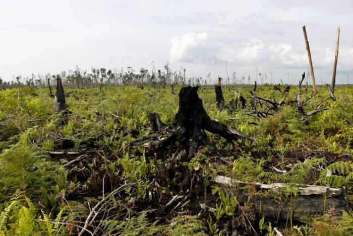 kerusakan hutan