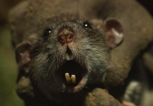 tikus1