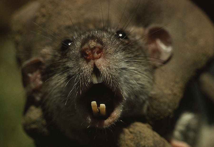tikus1
