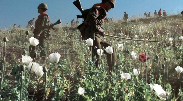 Militer Myanmar Temukan Lahan Opium