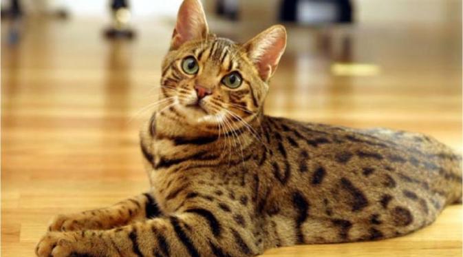 Kucing