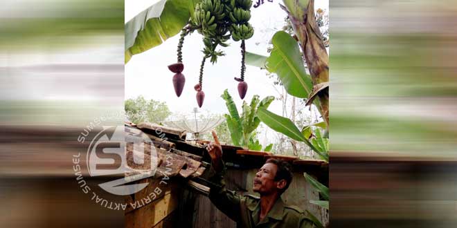 Pisang-bercabang-tiga