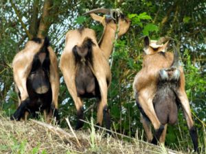 Kambing