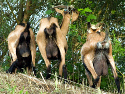 Kambing