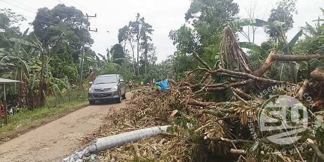 Pohon-Tumbang