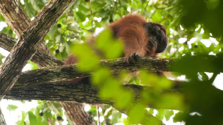 Orang Utan