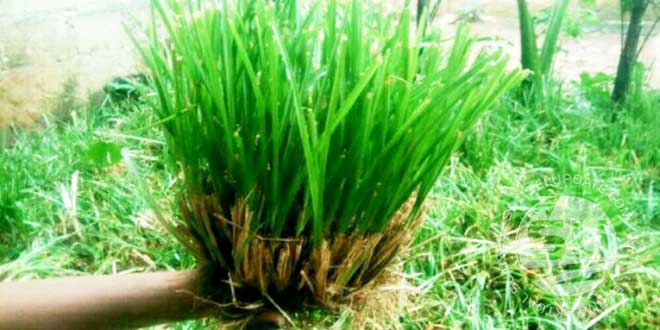 Rumput-Vetiver