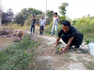 tanam pinang