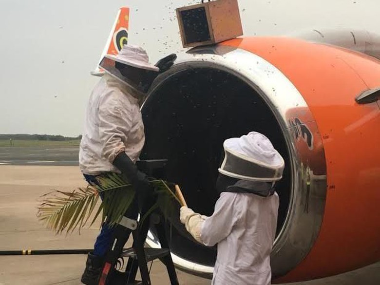 Kawanan lebah menyerang mesin pesawat