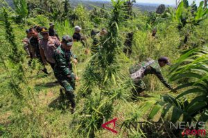 antarafoto-operasi2-ladang-ganja-tni-aceh-230718-rmd-2.jpg