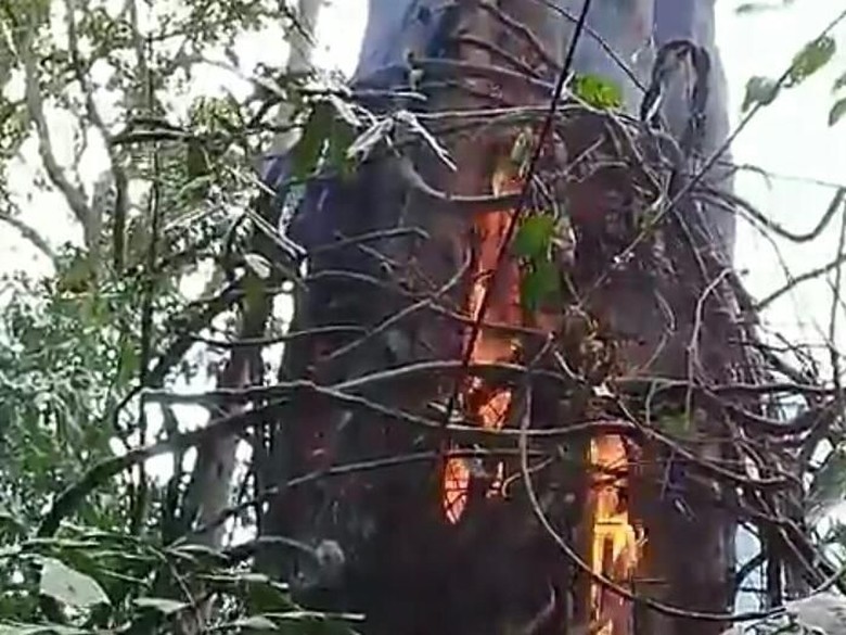 Kebakaran Hutan