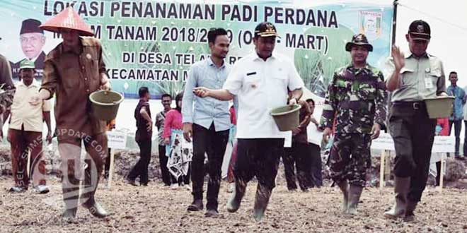 Tanam-Padi