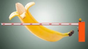 Penis