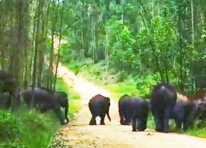Gajah Liar