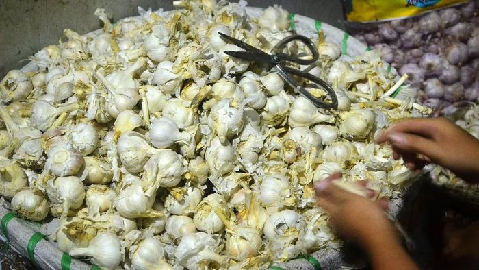 Bawang Putih