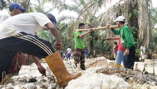 Petani karet di PALI