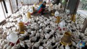 Peternak ayam