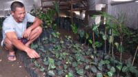 Demam Caladium