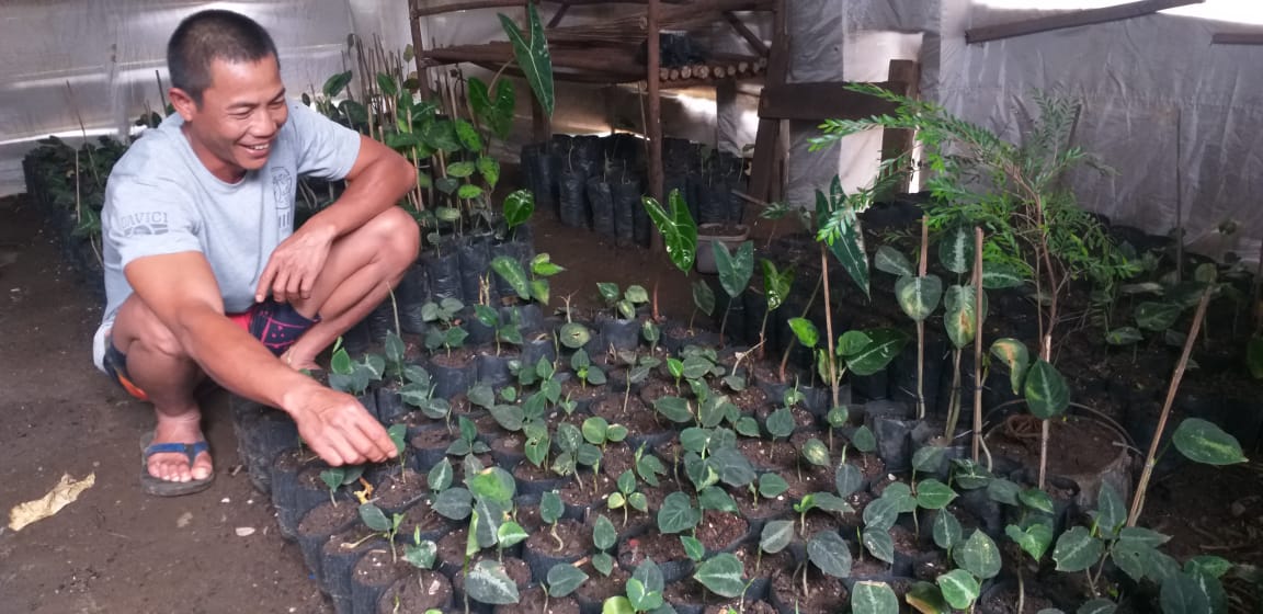 Demam Caladium