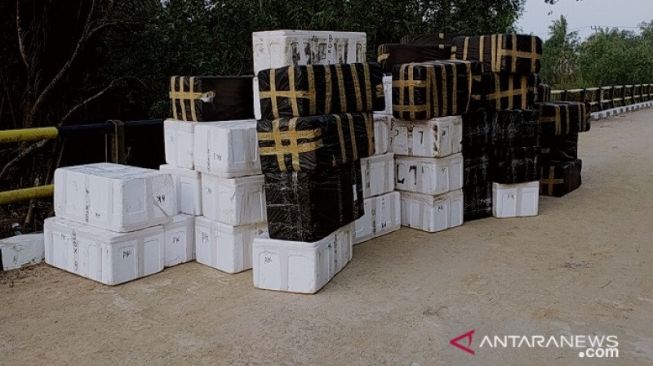 Benih Lobster yang diamankan petugas