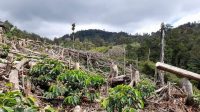 Pagaralam2