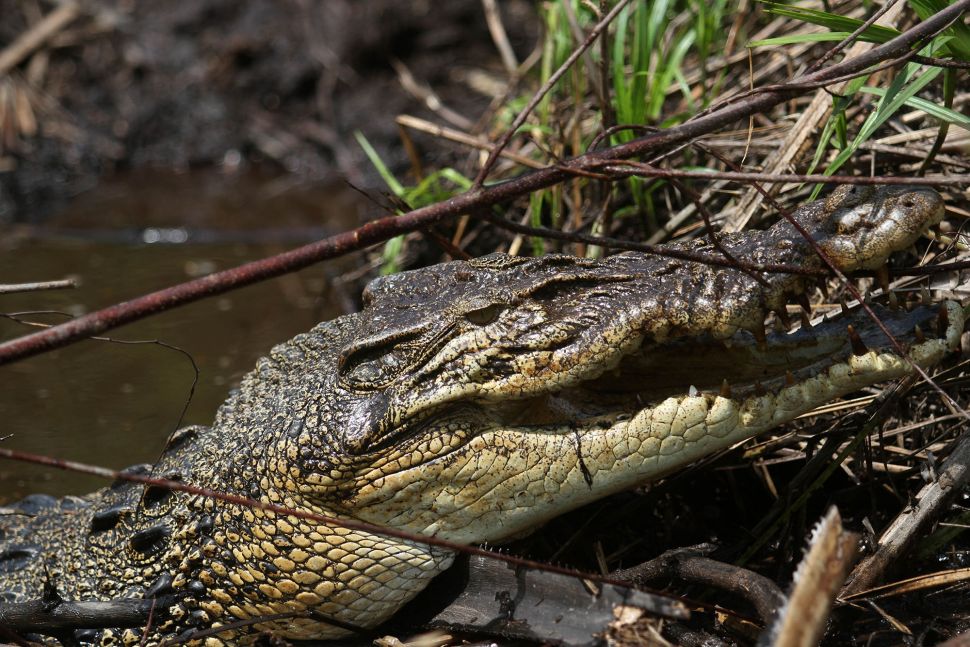 43310-buaya-bertelur.jpg