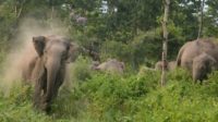 Gajah
