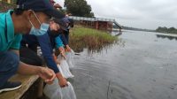 Penebaran 140 ribu benih ikan di Danau Ulak Lia Kelurahan Soak Baru Kecamatan Sekayu