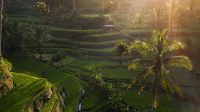 Alam Indonesia - Resize