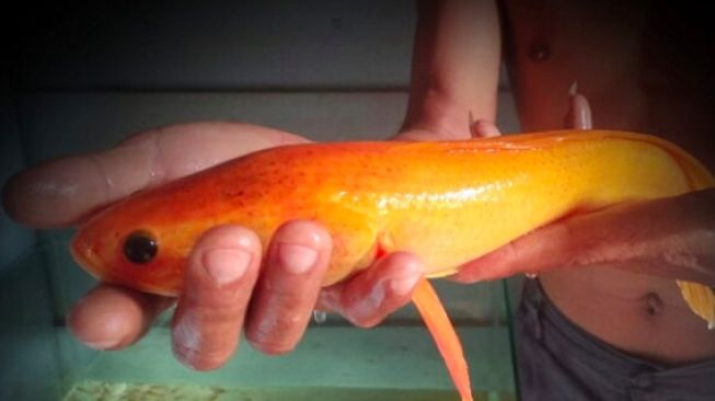 Ikan Gabus