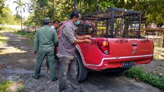 Ilustrasi Petugas BBKSDA Riau menurunkan perangkap harimau